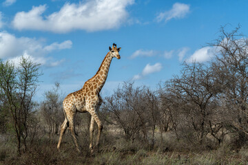 South African Giraffe (Giraffa giraffa giraffa) or Cape giraffe searching for water and food on the savanna in Kruger National Park in South Africa