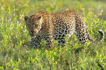 Leopard male looking for prey in SabiSands Game Reserve in the Greater Kruger Region in South Africa