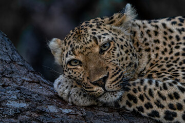 Fototapeta premium Leopard femaleresting in a tree in the late afternoon in Sabi Sands Game Reserve in the Greater Kruger Region in South Africa