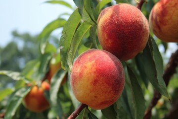 Close-up of Ripe Peaches Hanging on Tree Branch in Orchard on Sunny Day Eye-Level Shot Fresh Fruit Harvest