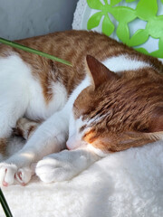 A ginger cat is sleeping in a bed. Close-up.