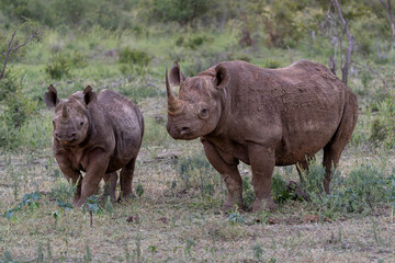 Black rhino with calf , black rhinoceros or hook-lipped rhinoceros (Diceros bicornis) just before dark walking in a Game Reserve in South Africa