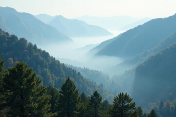 Thick fog shrouds valley, ancient trees barely visible, landscape, mist, mysterious