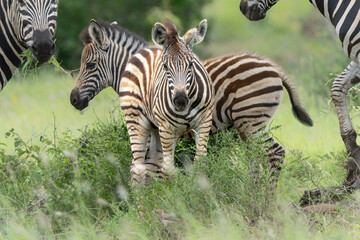 Zebra walking and hanging around in the Kruger National Park in South Africa