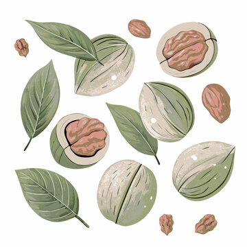 Illustration of walnuts and green leaves arranged in a seamless pattern, showcasing both shelled and unshelled nuts in a natural and organic style.