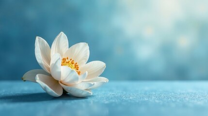 Serene White Aquatic Bloom on a Tranquil Blue Surface, Evoking Feelings of Peace and Tranquility