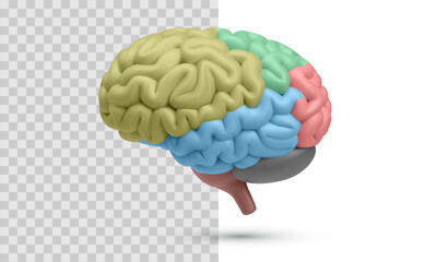 Colorful Human Brain In 3D Style. Realistic Educational Model Showing Brain Regions For Science, Anatomy, And Medical Learning Concepts. Vector Illustration.