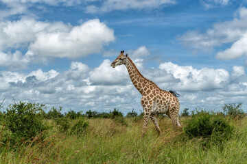 South African Giraffe (Giraffa giraffa giraffa) or Cape giraffe searching for water and food on the savanna in Kruger National Park in South Africa