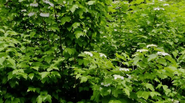 한국,나무,꽃,백당나무,Korea, trees,flowers,Smooth-cranberrybush viburnum