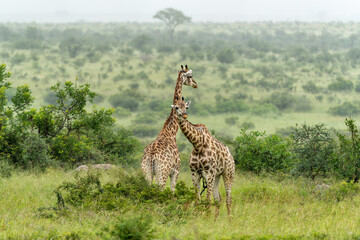 South African Giraffe (Giraffa giraffa giraffa) or Cape giraffe searching for water and food on the savanna in Kruger National Park in South Africa