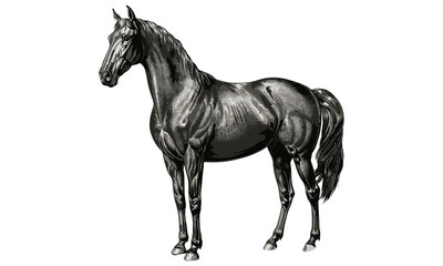 Horse in Vintage Pasture Scene, Monochrome Engraving Art, Rustic Farm Line Drawing, Antique Wildlife Illustration, Equine Sketch, retro rural artwork, old style print