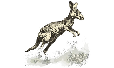 Antique Kangaroo Hopping Illustration, Vintage Australian Wildlife Sketch, Rustic Mammal Art Print, Old Engraving Style, Trendy Nature Line Drawing, monochrome wall poster