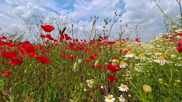 Crescit&agrave; spontanea di papaveri  in un campo agricolo

