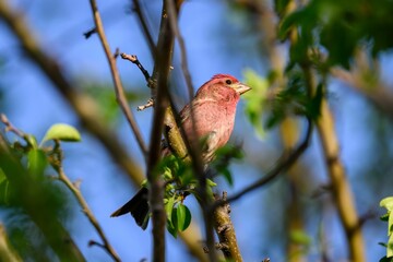 Vibrant pink bird perched on a branch.