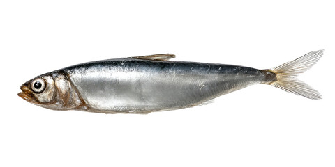 A single whole raw sardine fish with silver skin and visible fins lying on a black background studio shot on transparent background