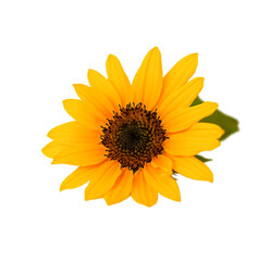 One decorative yellow sunflower. with green leaves on white background