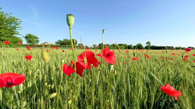 Crescit&agrave; spontanea di papaveri  in un campo agricolo
