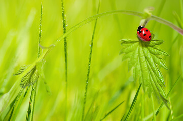 Ladybug in water drops on a green leaf. Copy space. Selective focus