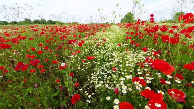 Crescit&agrave; spontanea di papaveri  in un campo agricolo
