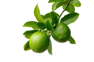 A close up of two green limes hanging on a branch with leaves against a black isolated background on transparent background