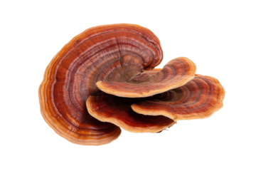 A close up of three reishi mushrooms stacked on top of each other against a black background space around them on transparent background