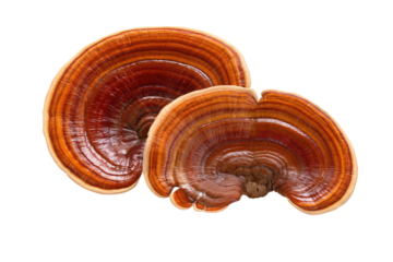 Close up shot showcasing two ganoderma lucidum mushrooms with distinct concentric growth rings visible clearly on transparent background