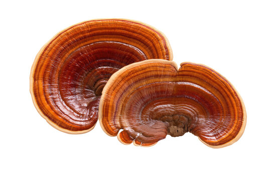 Close up shot showcasing two ganoderma lucidum mushrooms with distinct concentric growth rings visible clearly on transparent background