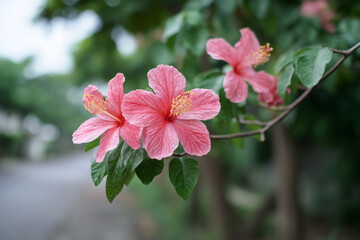 Hibiscus blossoms dance on gentle winds, evoking Aloha spirit, symbolizing delicate love, harmony during Cupids alias festival