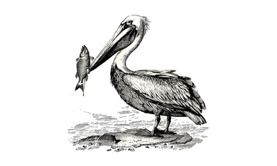 Vintage Wildlife Sketch, Ornithology Style, Antique Engraving of Pelican Holding Fish, Hand-drawn Coastal Bird Illustration, Monochrome Etching, Black Sketch, Old Engraving, Nature Art