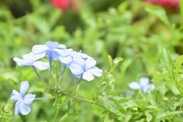 forget me not flowers symbol of romantic love blooming on grass field in park