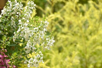 angel flower or narrow-leaved angelon blomming in garden on sonny day
