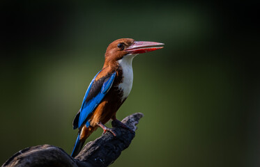 White-throated Kingfisher on the branch.