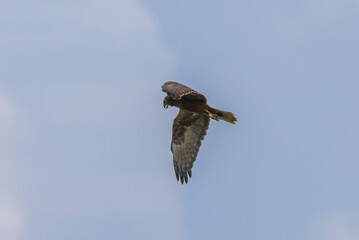 Eastern Marsh Harrier (Circus spilonotus (Kaup, 1847) 