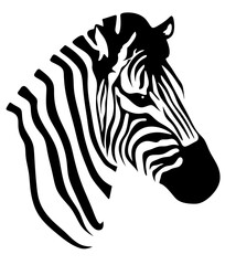 Portrait of a zebra on a transparent PNG background. Painted zebra head with black stripes. Logo for safari. Wild horse of africa.