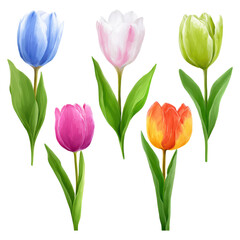 Colorful and Vibrant Tulips in Various Shades Isolated on White Background, isolated on transparent background.