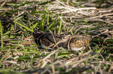 Greater painted-snipe On the ground in the field.