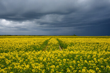 Obraz premium A vibrant yellow rapeseed field stretches beneath a dramatic dark stormy sky, with a central path cutting through the dense blossoms.