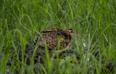 Greater painted-snipe On the ground in the field.