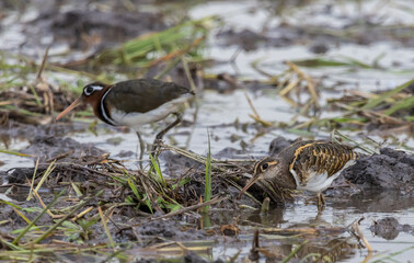 Greater painted-snipe On the ground in the field.