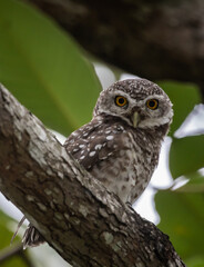 Spotted owlet (Athene brama) It is a type of bird of prey such as an owl. that can be found in Thailand