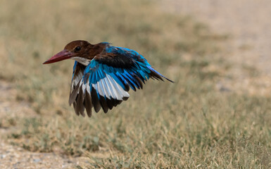 White-throated Kingfisher 