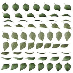 Rose Leaf 3d Rotation Sequence with Transparency