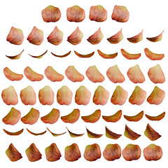 Orange Rose Petal 3d Rotation Sequence with Transparency