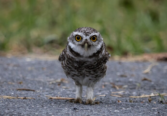 Spotted owlet (Athene brama) It is a type of bird of prey such as an owl. that can be found in...