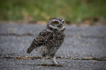 Spotted owlet (Athene brama) It is a type of bird of prey such as an owl. that can be found in Thailand