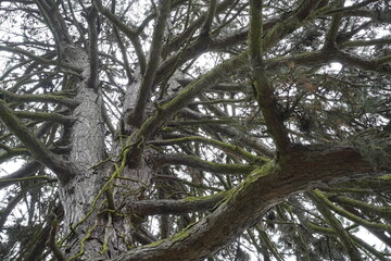 Teilaufnahme einer alten Schwarzkiefer (Pinus nigra)