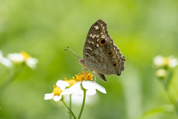 The Lemon Pansy  (Junonia lemonias) Male and female butterflies have brown wings, orange eye spots, and faded yellow spots..spread on front wings The back wings have clearly visible eye spots.