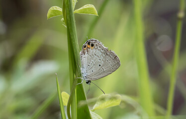 The Peablue Lampides boeticus  (Linnaeus,1767) on the green leaf macro shot.