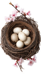 Obraz premium Nest with eggs surrounded by delicate flowers.