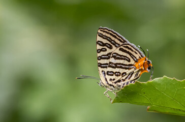 Spindasis syama terana (Club Silverline) on the green leaf macro shot.